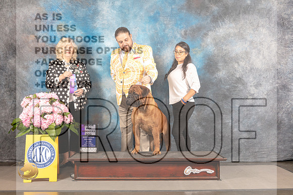 Bull Mastiff #9 THUR WD Major Judge Karen McFarlane_MJ_3849_Houston_2022_HR3