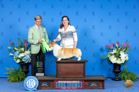 Pembroke Welsh Corgi #19 THUR OHG2 Judge Douglas Johnson