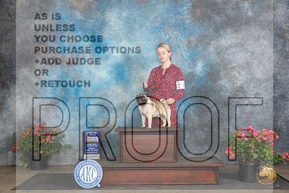 Pug #15 Fri BOBBOWM Judge Azalea Alvarez__JP_4227_San Antonio_2024_HR3