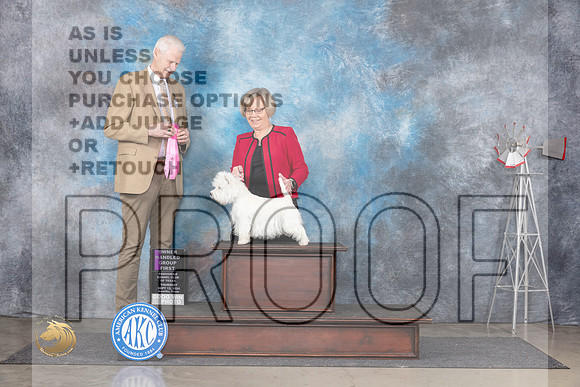 West Highland White Terrier #6 Thurs OHG3 Judge Jon Cole__JP_4966_Amarillo_2024_HR3