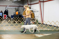 Labrador Retriever Sat S2 Ring