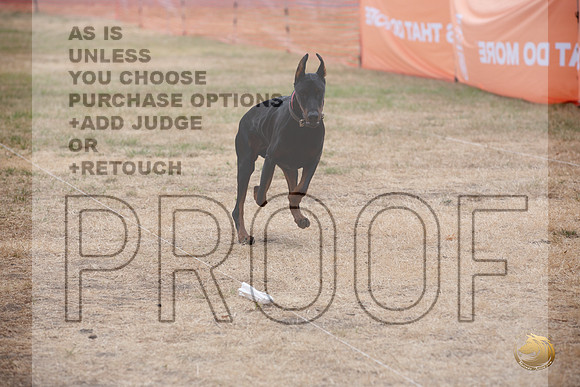 Precision Coursing Longview WA 2024 Doberman Pinscher_JJL_3375_Longview WA_2024_HR3
