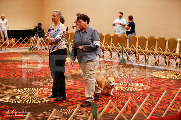 _JJ_8083-HstnCorgiFeb2015-HR3