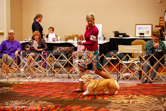 _JJ_9289-HstnCorgiFeb2015-HR3