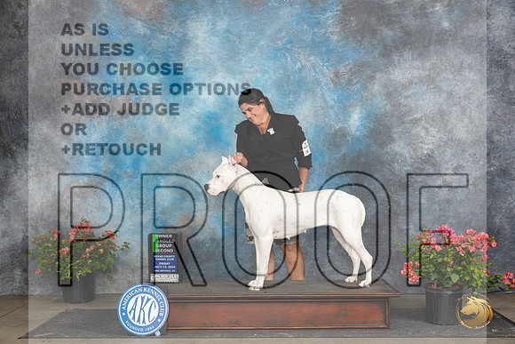 Dogo Argentino #6 Fri OHG2 Judge Paul Willhauck __JP_4537_San Antonio_2024_HR3