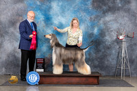 Afghan Hound #9 Thurs G2 Judge Gary Andersen