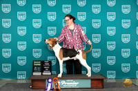Treeing Walker #546 Sun BOBG3 Judge Lori Sargent