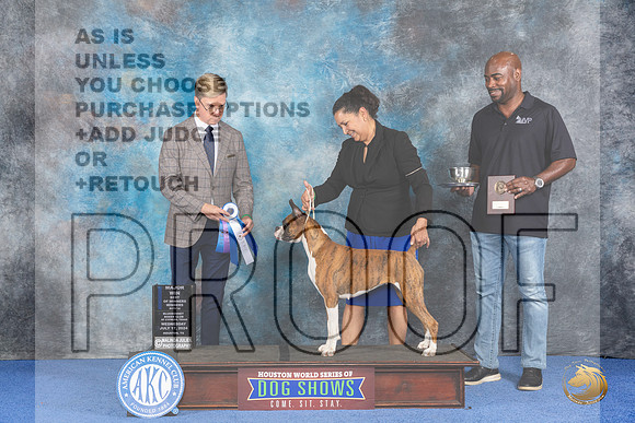 Boxer #26 WED WB BW M Judge Douglas Johnson__JP_7291_Houston_2024_HR3
