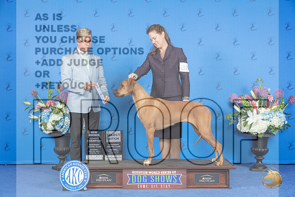 Rhodesian Ridgeback #32 SAT SB NBGC Judge Douglas Johnson__JP_9655_Houston_2024_HR3