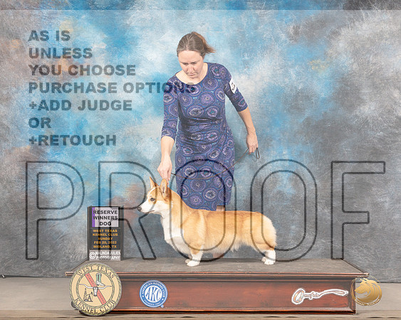 Pembroke Welsh Corgi #9 Sun RWD Judge Linda ClarkMMJ_5092_Mdlnd2022_HR3