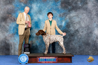 German Shorthaired Pointer #J500 Wed OPJr1 Judge Jon Cole