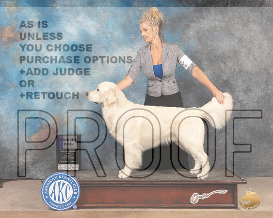 Golden Retriever #5 Sun WD Judge Gloria Kerr-MMJ_4445-Abilene2022-HR3