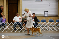 Shiba Inu Sat Ring