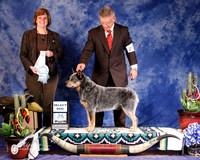 Australian Cattle Dog #23 Fri Select Dog Thomas Desiree J Wilkinson Deb Mintzer Judge D Brown