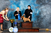 Norfolk Terrier #5 Fri G1 Judge Edy Dykstra-Blum