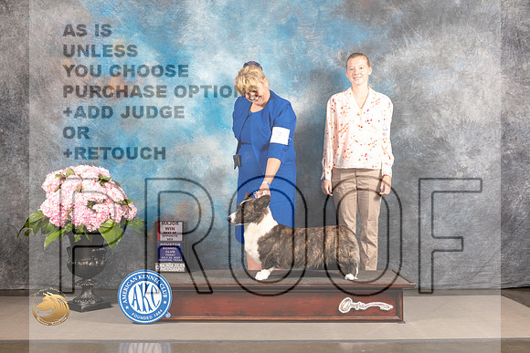 Cardigan Welsh Corgi #6 FRI BOS Major Judge?_MJ_4781_Houston_2022_HR3