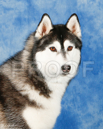 _ST_4117-2-AddisonHuskyMar2015-HR3