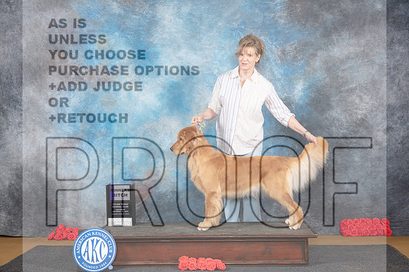 Golden Retriever #8 Sat WB Judge Nikki Riggsbee__JP_0180_Sulphur Springs_2024_HR3