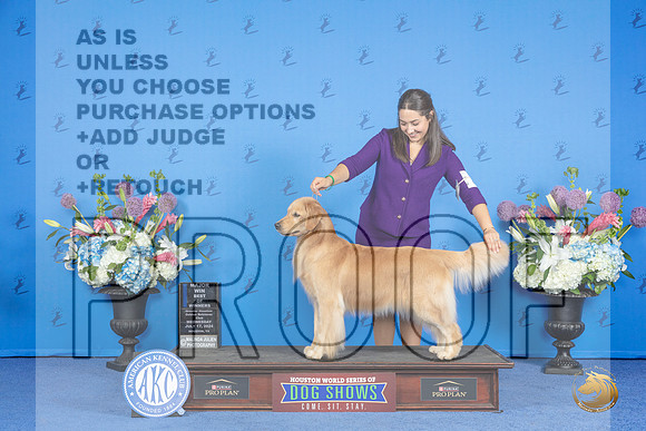 Golden Retriever #40 WED WB BOW M Judge r__JP_0294_Houston_2024_HR3