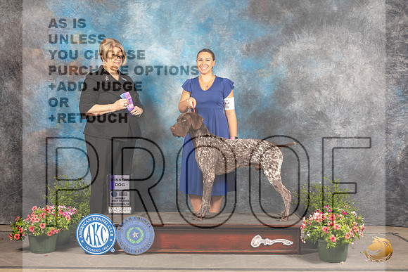 German Shorthaired Pointer #9 Sun WD Judge Cindy Lane_MJ_1456_SA_2022_HR3