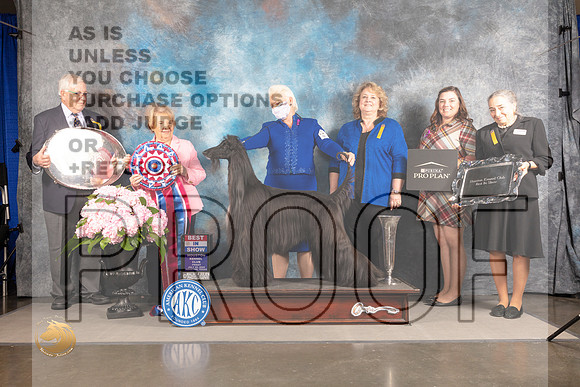 Afghan Hound #15 FRI BIS Judge Polly Smith_MJ_6086_Houston_2022_HR3