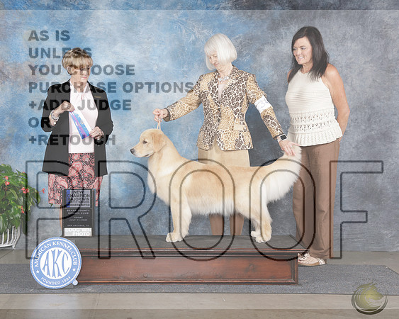 Golden Retriever #34 Fri WB BOW M NCH Judge Peggy BeiselGolden Retriever #34 Fri WB BOW M NCH Judge Peggy Beisel_WP_9320e-San Antonio 2025-HR3