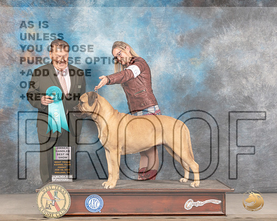 Bullmastiff #16 OHBIS Judge Del RichardsMMJ_3739_Mdlnd2022_HR3