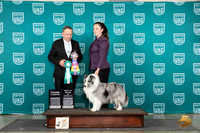 Shetland Sheepdog #68 Wed BISS Judge Keith Kozakiewicz