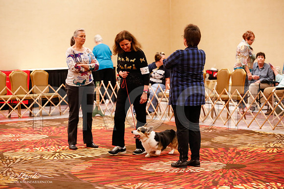 _JJ_8240-HstnCorgiFeb2015-HR3