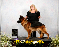 German Shepherd Dog Sat S2 New GrCh Laurie Hein