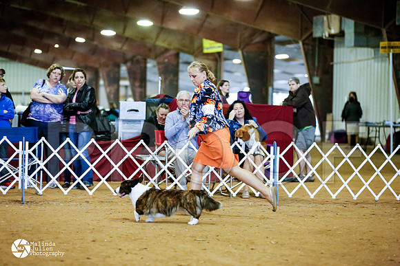 corgiC-4155-HstnMar14-HR3