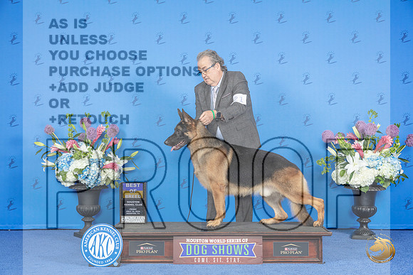 German Shepherd Dog #21 SAT BOB Judge Jamie Hubbard__JP_9761_Houston_2024_HR3