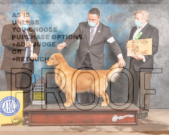 Golden Retriever #60 Fri SB Judge Gordon Hayburn-MMJ_7418-FW2022-HR3