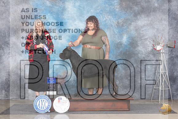 Cane Corso #11 Thur BOW Judge Denise Dean__JP_4817e_Amarillo_2024_HR3