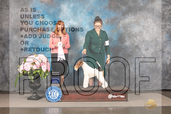 Wire Fox Terrier #5 Sun G4 Judge Linda Hurlebaus_MJ_8346_Houston_2022_HR3