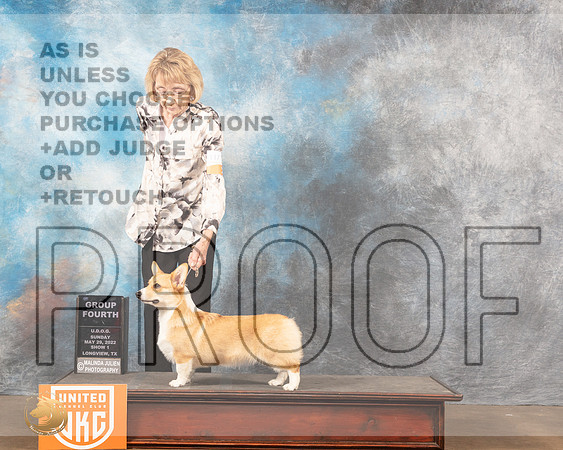 Pembroke Welsh Corgi #117 Sun1 G4 Judge Matthew ProctorMMJ_5877_Lngvw2022HR3