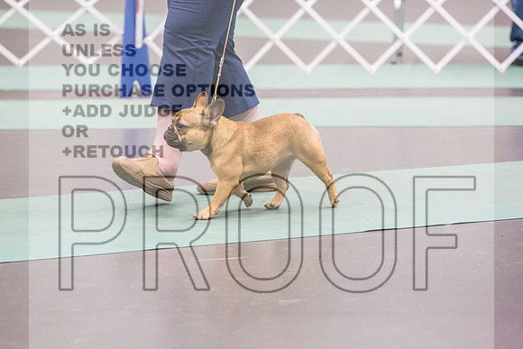 French Bulldog Rings Fri Ring 1_JJL_7086_UKCLNGVIEWOCT2024_2024_HR3