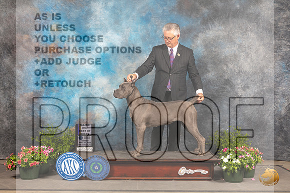 Cane Corso #6 Sun BOB Judge Robert Shreve_MJ_1311_SA_2022_HR3