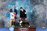 Cardigan Welsh Corgi #10 WED OHBOB Judge Jamie Hubbard