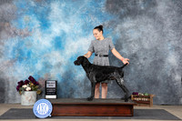German Shorthaired Pointer #5 Sat SD Judge Gloria Kerr