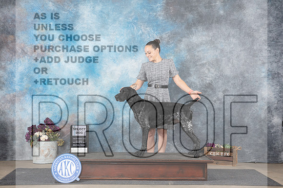 German Shorthaired Pointer #5 Sat SD Judge Gloria Kerr__JP_6920_Belton_2024_HR3