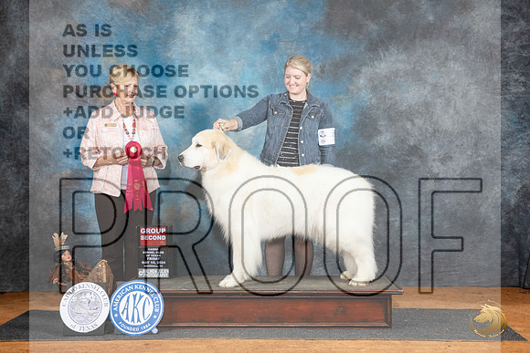 Great Pyrenees #6 Fri G2 Judge Karen Hynek__JP_7277_MARSHALL_2024_HR3