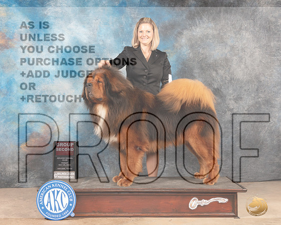 Tibetan Mastiff #5 Fri G2 Judge Joan Liebes-MMJ_3250-Addison2022-HR3