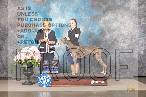 Greyhound #16 SUN BOB OHBOB Judge Polly Smith-_MJ_8055e_Hstn2022-HR3