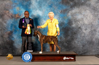 Boxer #28 WED Grand Sweeps Judge Melvin Mobley
