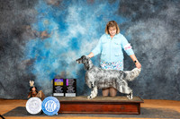 English Setter #6 Sun BOBGCH