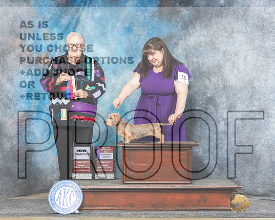 Dachshund Wirehaired #10 Sun BOWWBCH Judge Denny Mounce-_JP_5752e_Fayetteville2024-HR3