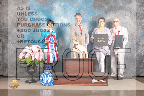 French Bulldog #7 Sat BIS Judge Barbara Alderman_MJ_7380_Houston_2022_HR3