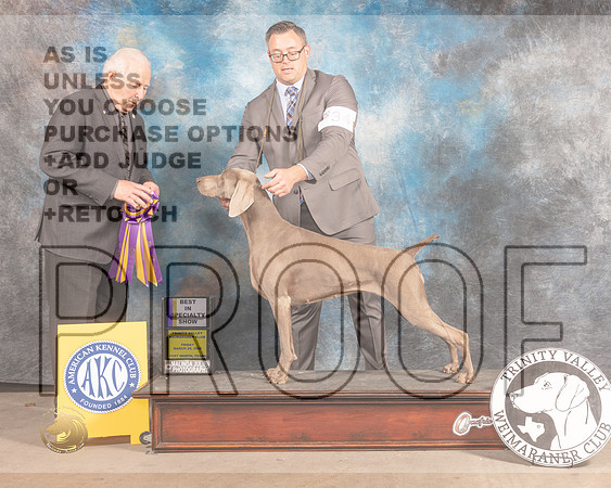 Weimaraner #24 Fri BISS Judge Carmen Battaglia-MMJ_7989-FW2022-HR3