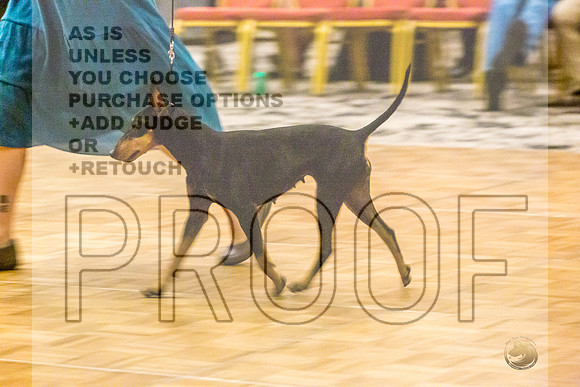 Manchester Terrier MTOY Candids-JJL_2133-Hstn2022_HR3